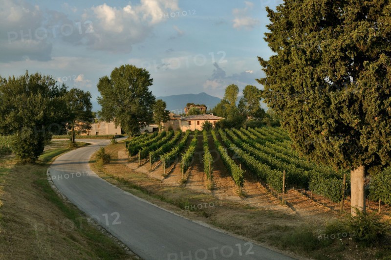 Vineyards of the Sagrantino wine of Montefalco