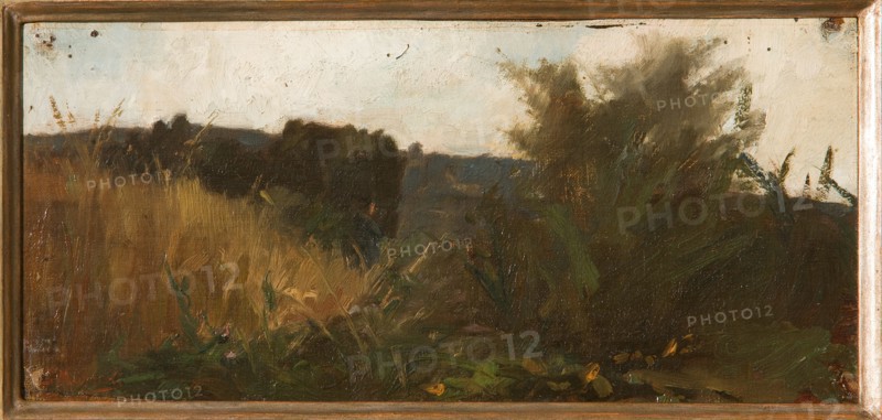 Giovanni Muzzioli (1854-1894), "Study of Vegetation"