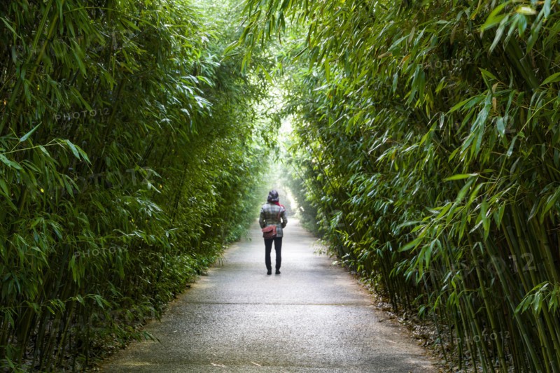 Fontanellato, Labirinto della Masone, by Franco Maria Ricci: one of the walkway with bamboo plants