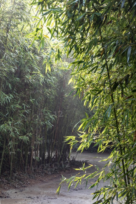 Fontanellato, Labirinto della Masone, by Franco Maria Ricci: one of the walkway with bamboo plants