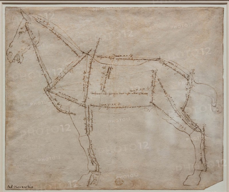 "Measured Drawing of a Horse in Profile View", by Andrea Del Verrocchio