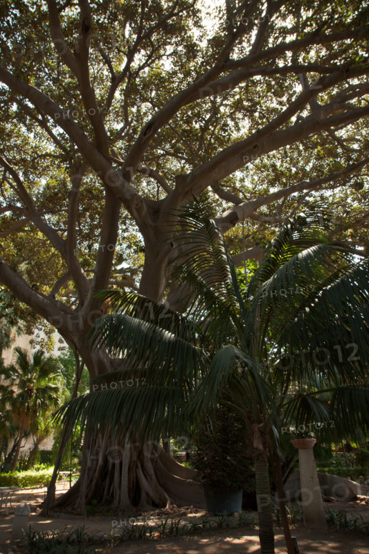 Palermo, The Royal Palace or Palazzo dei Normanni (Palace of the Normans), the South West side, the gardens of the St. Peter Bastion: trees and a palm tree.
Palazzo Reale (Palazzo dei Norma, Palermo (PA), Sicilia - Sicily, Italia - Italy