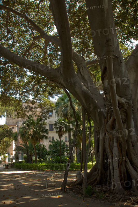 Palermo, The Royal Palace or Palazzo dei Normanni (Palace of the Normans), the South West side, the gardens of the St. Peter Bastion: trees (palm trees, etc).
Palazzo Reale (Palazzo dei Norma, Palermo (PA), Sicilia - Sicily, Italia - Italy