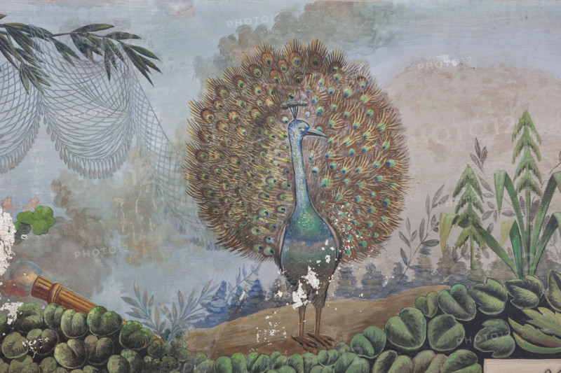 Palermo, Palazzo Reale o Palazzo dei Normanni, Appartamento Reale, Sala   degli Uccell, volta affrescata: dettaglio con pavone.

[ENG]
Palermo, The Royal Palace or Palazzo dei Normanni (Palace of the Normans), The Royal Apartment, the Birds Room, the frescoed vault: detail with a peacock.
Palazzo Reale (Palazzo dei Norma, Palermo (PA), Sicilia - Sicily, Italia - Italy