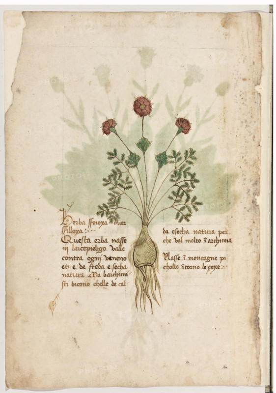 Erbario di Trento (Manoscritto n° 1591), XVI secolo, carta 1 verso: “Herba Sfoioxa Over Sfilloxa”.
“Questa erba nasse in l'arcepieligo. Valle con-
tra ogni veneno et é de freda e secha natura.
Ma li archimisti dicono ch'ell'é de calda e se-
cha natura perché val molto in archimia.
Nasse in montagne picholle intorno le çexe.”


[ENG]
Herbarium of Trento (Manuscript No. 1591), 16th century, page 1 verso:  “Herba Sfoioxa Over Sfilloxa”.
Museo provinciale d'arte - Caste, Trento (TN), Trentino Alto Adige - Südtirol, Italia - Italy