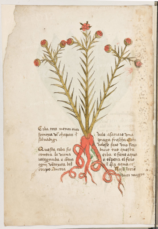 Erbario di Trento (Manoscritto n° 1591), XVI secolo, carta 2 verso: “Erba Tors Menor Over Spinoxa Videlicet Chapari Salvadigi”.
Questa erba si è contra la urina retegnuda e
contra ogni ventoxità del corpo. Ancora vale
a sanare una piaga frescha. E chi volesse fare
uno fero duro, tuo' questa erba e fane aqua e
enpera el fero in quela aqua.
Nase in teren duri magri.

[ENG]
Herbarium of Trento (Manuscript No. 1591), 16th century, page 2 verso:  “Erba Tors Menor Over Spinoxa Videlicet Chapari Salvadigi”.
Museo provinciale d'arte - Caste, Trento (TN), Trentino Alto Adige - Südtirol, Italia - Italy