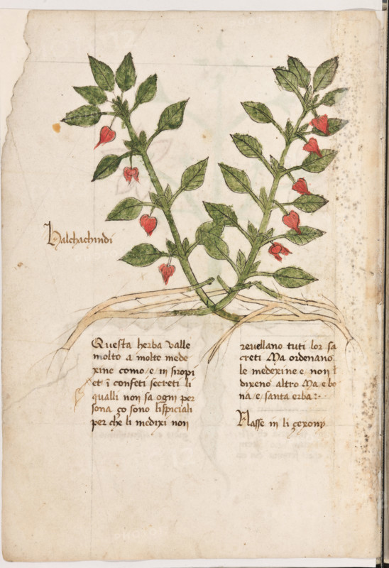 Erbario di Trento (Manoscritto n° 1591), XVI secolo, carta 3 verso: “Halchachindi”.
“Questa herba valle molto a molte medexine,
como è in siropi et in confeti secreti, li qualli
non sa ogni persona, ço sono li spiciali per
che li medixi non revellano tuti lor sacreti, ma
ordenano le medexine e non dixeno altro. Ma
è bona e santa erba.
Nasse in li çexony.”

[ENG]
Herbarium of Trento (Manuscript No. 1591), 16th century, page 3 verso: “Halchachindi”.
Museo provinciale d'arte - Caste, Trento (TN), Trentino Alto Adige - Südtirol, Italia - Italy