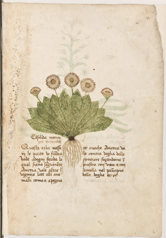 Erbario di Trento (Manoscritto n° 1591), XVI secolo, carta 4 recto: “Consolida Menor Zoè Minima”.
“Questa erba nasse in le parte de Fiandra. Va-
le ad ogni ferida le qual siano sanguinente.
Ancora vale a fare venire late alli anemalli,
como è a pegore et a vache. Ancora vale con-
tra doglia delle conture, façandone impiastro
con vino e con semolla nel principio delle do
glie et c.”

[ENG]
Herbarium of Trento (Manuscript No. 1591), 16th century, page 4 recto: “Consolida Menor Zoè Minima”.
Museo provinciale d'arte - Caste, Trento (TN), Trentino Alto Adige - Südtirol, Italia - Italy