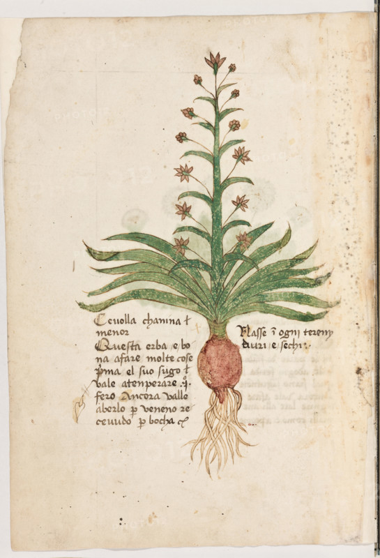 Erbario di Trento (Manoscritto n° 1591), XVI secolo, carta 4 verso: “Cevolla Chanina Menor”.
“Questa erba è bona a fare molte cose: prima
el suo sugo vale a tenperare uno fero. Ancora
valle a berlo per veneno recevudo per bocha.
Nasse in ogni tereny duri e sechi.”

[ENG]
Herbarium of Trento (Manuscript No. 1591), 16th century, page 4 verso: “Cevolla Chanina Menor”.
Museo provinciale d'arte - Caste, Trento (TN), Trentino Alto Adige - Südtirol, Italia - Italy