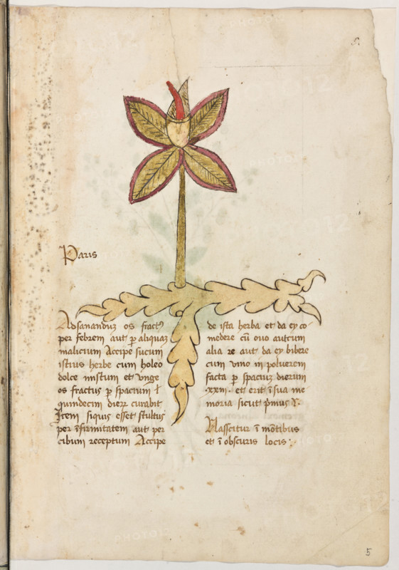 Erbario di Trento (Manoscritto n° 1591), XVI secolo, carta 5 recto: “Paris”.
“Ad sanandum os fractus per febrem aut per
aliquam malicium, accipe sucum istius herbe
cum holeo dolce mistum et unge os fractus
per spacium quindecim dierum: curabit.
Item si quis esset stultus per infirmitatem aut
per cibum receptum, accipe de ista herba et
da ey comedere cum ovo aut cum alia re aut
da ev bibere cum vino in polverem facta per
spacium dierum XXIII et erit in sua memoria
sicut primus.
Nasscitur in montibus et in obscuris locis.”
La traduzione è “Per sanare un osso rotto per febbre o per qualche incidente, prendi il succo di questa erba misto con olio dolce ed ungi l’osso rotto: in quindici giorni sarà sanato: Così, se qualcuno fosse indisposto a causa di qualche malattia o di qualche cibo, prendi quest’erba e dagliela da mangiare con un uovo o con un’altra cosa, o dagliela da bere con vino, ridotta in polvere, per 23 giorni, e tornerà in salute come prima. Nasce sui monti ed in luo...