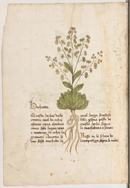 Erbario di Trento (Manoscritto n° 1591), XVI secolo, carta 5 verso: “Hochietta”.
“Questa herba valle contra mal di ochij a farne
aqua alonbico como se fa l'aqua roxa e meter-
ne in li ochii lagremoxi. Ancona se uno fosse
machado in qual luogo se vellese della perso-
na, pesti de questa herba sopra la machadura
e sanerà.
Nasse in le schoie de l'arcepieligo sopra li
monti.”


[ENG]
Herbarium of Trento (Manuscript No. 1591), 16th century, page 5 verso: “Hochietta”.
Museo provinciale d'arte - Caste, Trento (TN), Trentino Alto Adige - Südtirol, Italia - Italy