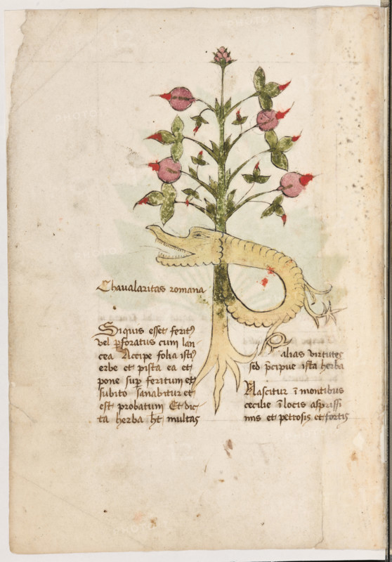 Erbario di Trento (Manoscritto n° 1591), XVI secolo, carta 6 verso: “Chavalaritas Romana”.
“Si quis esset feritus vel perforatus cum lancea,
accipe folia istius erbe et pista ea et pone su-
per feritum et subito sanabitur et est proba-
tum. Et dicta herba habet multas alias virtu-
tes sed precipue ista herba.
Nascitur in montibus Cecilie in locis asprissi-
mis et petrosis et fortis.”

La traduzione è “Se qualcuno fosse ferito o avesse una ferita di lancia prendi una foglia di questa erba, pestala e ponila sulla ferita. Subito essa guarirà. Ed è cosa provata. E questa erba ha molte altre virtù, ma soprattutto questa. Nasce sui monti della Sicilia, in luoghi molto aspri, petrosi e duri”.

[ENG]
Herbarium of Trento (Manuscript No. 1591), 16th century, page 6 verso: “Chavalaritas Romana”.
“If someone is wounded or has a lance wound, take a leaf of this herb, crush it, and place it on the wound: it will heal immediately. And it is proven. And this herb has many other virtues, b...