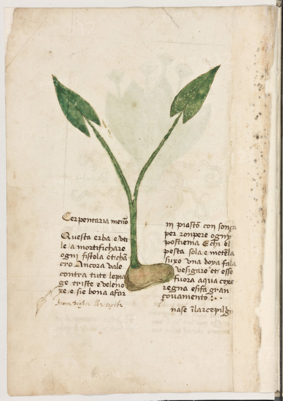 Erbario di Trento (Manoscritto n° 1591), XVI secolo, carta 7 verso: “Cerpentaria Menor”.

“Questa erba è utile a mortifichare ogni fistola
et chancro. Ancora vale contra tute le piage
triste e velenoxe e si é bona a far inpiastro
con sonça per rompere ogny postiema. E chi
el pesta sola e meterla suxo una doya, fala ve-
sigare et esse fuora aqua cexeregna e si fa
gran covamento.
Nase in l'arcepiligo.
Arum, Diascor., lib. 2, cap. 162 (*).”



[ENG]
Herbarium of Trento (Manuscript No. 1591), 16th century, page 7 verso: “Cerpentaria Menor”.
Museo provinciale d'arte - Caste, Trento (TN), Trentino Alto Adige - Südtirol, Italia - Italy