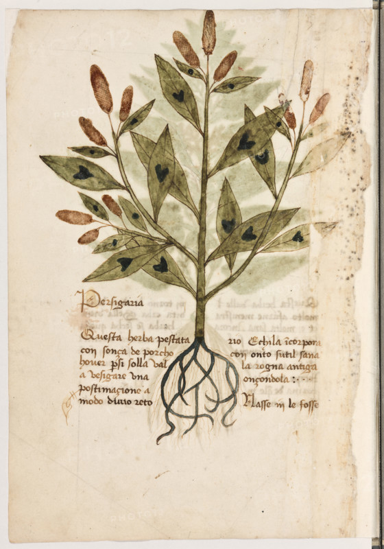 Erbario di Trento (Manoscritto n° 1591), XVI secolo, carta 8 verso: “Persigaria”.
“Questa herba, pestata con sonça de porcho
hover per si solla, val a vesigare una postima-
cione a modo d'uno retorio. E chi la incorpo-
ra con onto sutil, sana la rogna antiga onçon-
dola.
Nasse in le fosse.”

[ENG]
Herbarium of Trento (Manuscript No. 1591), 16th century, page 8 verso: “Persigaria”.
Museo provinciale d'arte - Caste, Trento (TN), Trentino Alto Adige - Südtirol, Italia - Italy