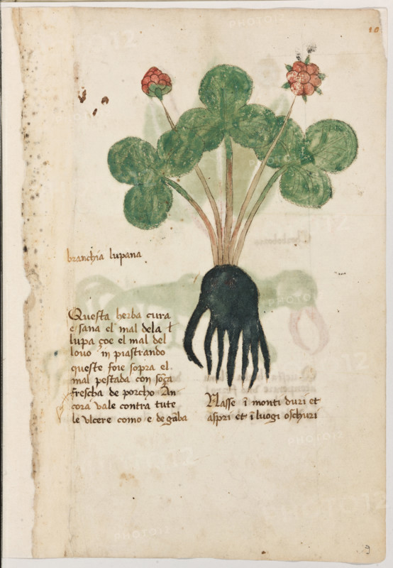 Erbario di Trento (Manoscritto n° 1591), XVI secolo, carta 9 recto: “Branchia Lupana”.
“Questa herba cura e sana el mal de la lupa,
çoè el mal del lovo, inpiastrando queste foie
sopra el mal, pestada con sonça frescha de
porcho. Ancora vale contra tute le ulcere co-
mo é de ganba.
Nasse in monti duri et aspri et in luogi oschu-
ri.”

[ENG]
Herbarium of Trento (Manuscript No. 1591), 16th century, page 9 recto: “Branchia Lupana”.
Museo provinciale d'arte - Caste, Trento (TN), Trentino Alto Adige - Südtirol, Italia - Italy