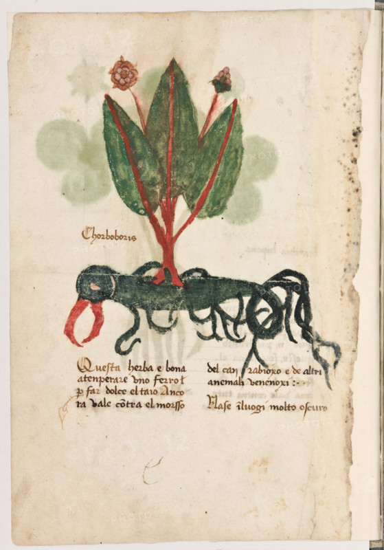 Erbario di Trento (Manoscritto n° 1591), XVI secolo, carta 9 verso: “Chorboboris”.
“Questa herba è bona a tenperare uno ferro
per far dolce el taio. Ancora vale contra el
morsso del can rabioxo et de altri anemali ve-
nenoxi.
Nase in luogi molto oscuro.”

[ENG]
Herbarium of Trento (Manuscript No. 1591), 16th century, page  9 verso: “Chorboboris”.
Museo provinciale d'arte - Caste, Trento (TN), Trentino Alto Adige - Südtirol, Italia - Italy