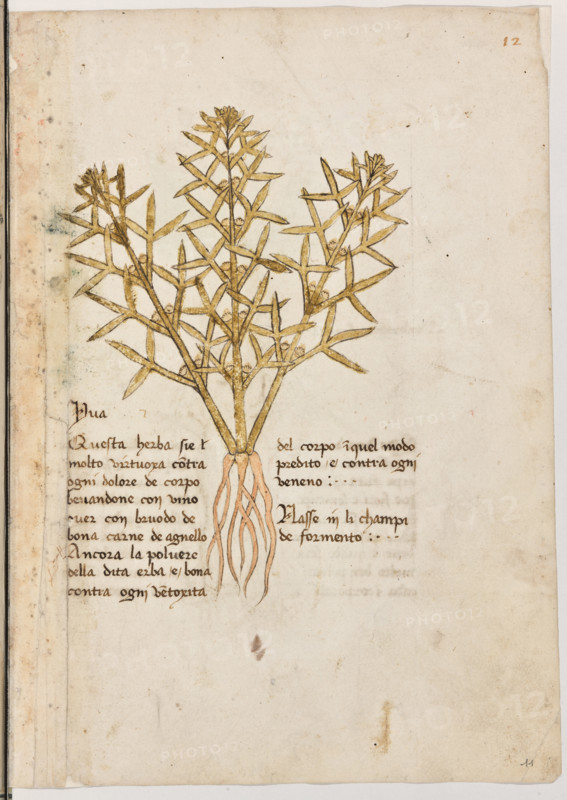 Erbario di Trento (Manoscritto n° 1591), XVI secolo, carta 11 recto: “Yva”.
“Questa herba si é molto virtuoxa contra ogni
dolore de corpo bevandone con vino over
con bruodo de bona carne de agnello. Ancora
la polvere della dita erba é bona contra ogni
ventoxità del corpo; in quel modo predito è
contra ogni veneno.
Nasse in li champi de formento.”

[ENG]
Herbarium of Trento (Manuscript No. 1591), 16th century, page 11 recto: “Yva”.
Museo provinciale d'arte - Caste, Trento (TN), Trentino Alto Adige - Südtirol, Italia - Italy