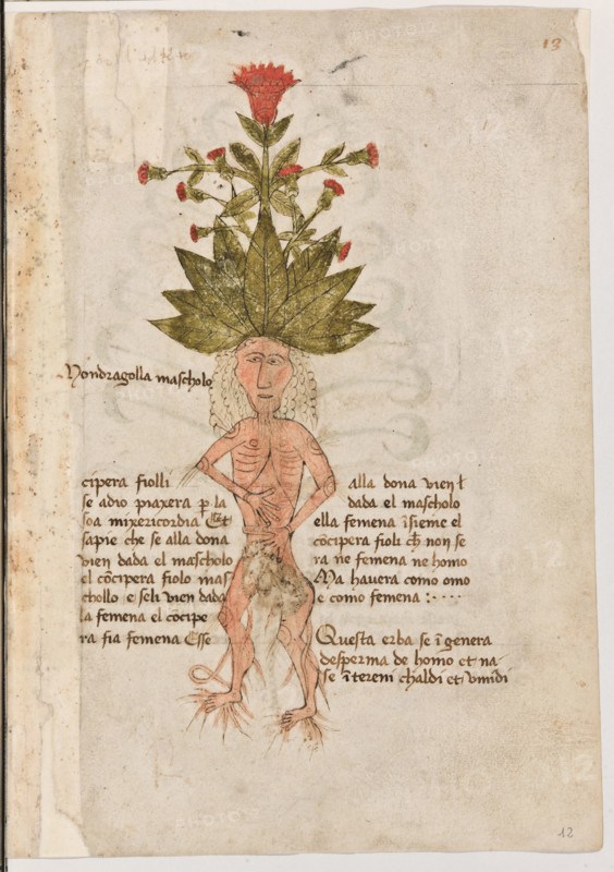Erbario di Trento (Manoscritto n° 1591), XVI secolo, carta 12 recto: “Mondragolla Mascholo”.
“cipera fiolli se a dio piaxera per la soa mixeri-
cordia. Et sapie che se alla dona vien dada el
mascholo el conciperà fiolo maschollo e se li
vien dada la femena el conciperà fia femena.
Esse alla dona vien dada el mascholo ella fe-
mena insieme, el conciperà fioli che non serà
né femena né homo, ma haverà como omo e
como femena.
Questa erba se ingenera de sperma de homo
et nase in tereni chaldi et umidi.“

[ENG]
Herbarium of Trento (Manuscript No. 1591), 16th century, page 12 recto: “Mondragolla Mascholo”.
Museo provinciale d'arte - Caste, Trento (TN), Trentino Alto Adige - Südtirol, Italia - Italy