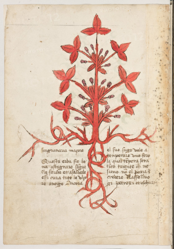 Erbario di Trento (Manoscritto n° 1591), XVI secolo, carta 13 verso: “Sanguinaria Maçore”.
“Questa erba si é bona a stagnare sangue in le
feride et a saldarle, essì cura tute le ulçere an-
tige. Ancora el suo sugo vale a tenperare uno
fero, la qual tenpera serà tanto taiente che ne-
suno non el poria credere.
Nasse in luogi petroxi et oschuri.”


[ENG]
Herbarium of Trento (Manuscript No. 1591), 16th century, page 13 verso: “Sanguinaria Maçore”
Museo provinciale d'arte - Caste, Trento (TN), Trentino Alto Adige - Südtirol, Italia - Italy