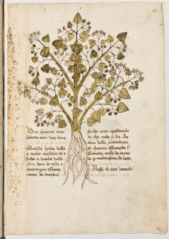 Erbario di Trento (Manoscritto n° 1591), XVI secolo, carta 14 recto: “Uva Chanina Over Solatro Over Uva Bona”.
“Questa herba valle a molte mallatie et è freda
e umida; valle contra doia de testa e contra
ogni inflamacione de menbri feridi over apo-
stemadi in che modo se sia. Ancora valle a re-
mediare el chancro inflamado e contra malle
de mamela per moltitudine de latte.
Nasse in li orti lavoradi.”

[ENG]
Herbarium of Trento (Manuscript No. 1591), 16th century, page 14 recto: “Uva Chanina Over Solatro Over Uva Bona”.
Museo provinciale d'arte - Caste, Trento (TN), Trentino Alto Adige - Südtirol, Italia - Italy