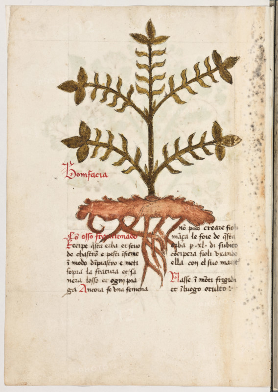 Erbario di Trento (Manoscritto n° 1591), XVI secolo, carta 14 verso: “Bonifacia”.
“Con osso frantumado récipe questa erba e se-
vo de chastron e pesti insieme in modo d'in-
piastro e meti sopra la fratura et sanerà l'osso
et ogni piaga. Ancora, se una femena non può
creare fioli, mança le foie de questa erba per
XL di: subito conciperà fioli uxando ella con
el suo marito.
Nasse in monti frigidi et in luogo oculto.”

[ENG]
Herbarium of Trento (Manuscript No. 1591), 16th century, page 14 verso: “Bonifacia”.
Museo provinciale d'arte - Caste, Trento (TN), Trentino Alto Adige - Südtirol, Italia - Italy