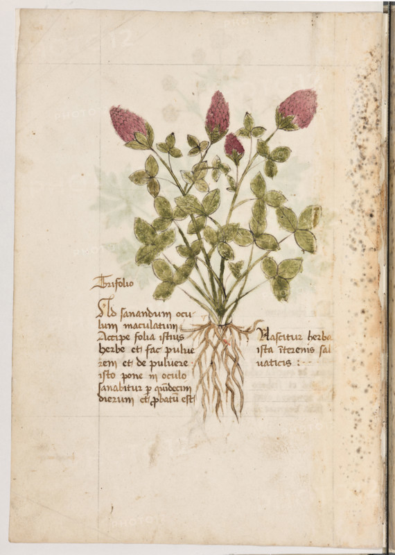Erbario di Trento (Manoscritto n° 1591), XVI secolo, carta 15 verso: “Trifolio”.
“Ad sanandum oculum maculatum, accipe folia
istius herbe et fac pulverem et de pulvere isto
pone in oculo: sanabitur per quindecim die-
rum et probatum est.
Nascitur herba ista in terenis salvaticis.”

La traduzione è: “Per sanare l’occhio macchiato, prendi le foglie di questa erba e fanne polvere e metti un po’ di questa polvere nell’occhio: guarirà in quindici giorni, ed è cosa provata. Quest’erba nasce in terreni incolti”.

[ENG]
Herbarium of Trento (Manuscript No. 1591), 16th century, page 15 verso:  “Trifolio”.
“To heal a stained eye, take the leaves of this herb and make a powder, and put a little of this powder in the eye: it will heal in fifteen days, and it is proven. This herb grows in uncultivated lands."
Museo provinciale d'arte - Caste, Trento (TN), Trentino Alto Adige - Südtirol, Italia - Italy