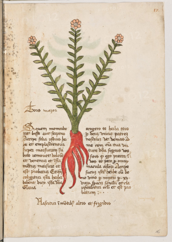 Erbario di Trento (Manoscritto n° 1591), XVI secolo, carta 16 recto: “Tors Mazor”.
“Si quem momorderit bissa aut serpens,accipe
folia ystius herbe et emplastrentur super mor-
suram: subito removet dolorem et venenum
et inflamentum morsure et est probatum. Et
quando coligitur ista herba debent dicy ista
verba claria: "Ecogerò te herba tors per
deum vivum patrem nostrum ut venias ad me
com omnia tua virtute dicta superius. Vos si-
tis quos ego precor vos et peto". Pro omny
macula oculorum accipe sucum istius herbe
cum bono vino per mixtum per XV dierum
spacium: sanabitur et clarificabitur oculi et est
probatum.
Vascitur in montibus altis et frigidis.”

La traduzione è “Se qualcuno fosse morsicato da una biscia o da un serpente, prendi le foglie di quest’erba e fanne un impiastro sopra il morso: toglierà subito il dolore ed il veleno ed il gonfiore del morso. Ed è cosa provata. E quando si raccogli quest’erba, si debbono dire chiaramente queste parole: “Ti raccoglierò, erb...