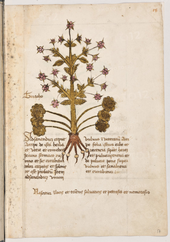 Erbario di Trento (Manoscritto n° 1591), XVI secolo, carta 17 recto: “Triacho”.
“Ad sanandum caput, accipe de ista herba est utere et comedere jeiuno stomaco cum vino et
sic curabitur dolor capitis et splenis et est pro-
batum. Item ad sanandum unum vulnus inve-
teratum, accipe folia istius erbe et recencia si
potest habere et pulverizentur et de polvere
pone super vulnus et sanabitur et curabitur.
Nascitur in locis et terrenis salvaticis et petro-
sis et nemorosis.”
La traduzione è “Per sanare il capo prendi quest’erba e mangiala a stomaco digiuno con vino e così guarirà il mal di testa e il mal di milza. Ed è cosa provata. Similmente, per sanare una vecchia ferita, prendi le foglie di quest’erba, che siano fresche, se le puoi avere e polverizzale. Metti la polvere sopra la ferita ed essa guarirà. Nasce in luoghi e terreni incolti”.

[ENG]
Herbarium of Trento (Manuscript No. 1591), 16th century, page 17 recto:  “Triacho”.
“To heal the head, take this herb and eat it on an...