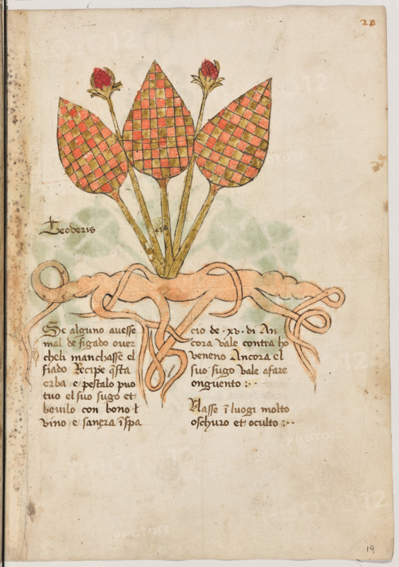 Erbario di Trento (Manoscritto n° 1591), XVI secolo, carta 19 recto: “Teoderis”.
“Se alguno avesse mal de figado over che li
manchasse el fiado, recipe questa erba e pesta-
lo, puo' tuo' el suo sugo et bevilo con bono
vino e sanerà in spacio de XV di. Ancora vale
contra holgni] veneno. Ancora el suo sugo
vale a fare onguento.
Nasse in luogi molto oschuro et oculto.”

[ENG]
Herbarium of Trento (Manuscript No. 1591), 16th century, page 19 recto: “Teoderis”.
Museo provinciale d'arte - Caste, Trento (TN), Trentino Alto Adige - Südtirol, Italia - Italy