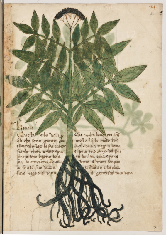 Erbario di Trento (Manoscritto n° 1591), XVI secolo, carta 20 recto: “Hevollo”.
“Ouesta herba valli per queli che sono gotoxi
çoé specialmente la soa radixe siando chota e
fato inpiastro e fato bagno de la soa decho-
cione. Ancora lo fruto suo vale a fare negro el
vino essi è molto bono çoé a far mosto in que-
sto modo: tuo' (libre) XL d'uva negra bona e
puo' tuo' (libre) X del fruto de questa erba e
fane vino e meti senpre el quarto e da a ber
ali gotoxi del dito vino.”

[ENG]
Herbarium of Trento (Manuscript No. 1591), 16th century, page 20 recto: “Hevollo”.
Museo provinciale d'arte - Caste, Trento (TN), Trentino Alto Adige - Südtirol, Italia - Italy