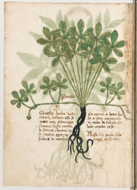 Erbario di Trento (Manoscritto n° 1591), XVI secolo, carta 20 verso: “Pentafilon”.
“Questa herba valle contra velleno, essì se me-
te con el turiago. Ancora valle contra le fature. Ancora vale contra ogni infiadire de men-
bro. Et ancora é bona herba e sana a mançar-
la in modo de sallata. Et vale a molte cosse.
Nasse in li pradi sabionoxi et in li orti.”


[ENG]
Herbarium of Trento (Manuscript No. 1591), 16th century, page 20 verso: “Pentafilon”.
Museo provinciale d'arte - Caste, Trento (TN), Trentino Alto Adige - Südtirol, Italia - Italy