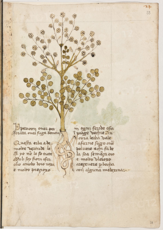 Erbario di Trento (Manoscritto n° 1591), XVI secolo, carta 21 recto: “Ypericon Over Perforata Over Fuga Demoni”.
“Questa erba à de molte vertude le quali yo
non le so tute. Mo li soy fiori, a far olio a mo-
do d'oio roxa é molto preçioxo in ogni feride
osia in piage vechie. Ancora l'erba vale a far-
ne sugo over polvere; e chi fa de la soa se-
mença oio, é molto vleroxo a reçevere per bo-
cha con alguna medexina.”

[ENG]
Herbarium of Trento (Manuscript No. 1591), 16th century, page 21 recto: “Ypericon Over Perforata Over Fuga Demoni”.
Museo provinciale d'arte - Caste, Trento (TN), Trentino Alto Adige - Südtirol, Italia - Italy