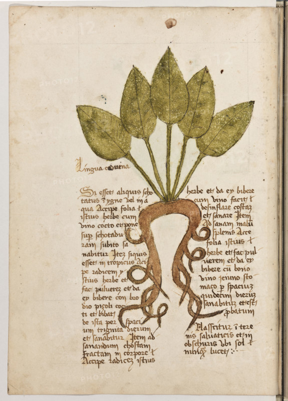 Erbario di Trento (Manoscritto n° 1591), XVI secolo, carta 22 verso: “Lingua Cornena”.
“Si esset aliquis schotatus in ygne vel in agua,
accipe folia istius herbe cum vino cocto et po-
ne super schotaduram: subito sanabitur. Item
si quis esset in tropicus, acipe radicem ystius
herbe et fac pulverem et da ey bibere cum
brodio piçoli cocti et bibat de ista per spa-
cium triginta dierum et sanabitur. Item ad sa-
nandum chostam fractam in corpore, accipe
radicem istius herbe et da ey bibere cum vino:
facit desinflare costam et sanare. Item ad sa-
nam malum splenis, acce folia istius herbe et
fac pulverem et da ey bibere cum bono vino
jeiuno stomaco per spacium quindecim die-
rum: sanabitur et est probatum.
Nasscitur in terenis salvaticis et in obschuris
ubi sol nunquam lucet.”
La traduzione è “Se qualcuno si fosse scottato sul fuoco, prendi le foglie di quest’erba con vino cotto e mettile sulla scottatura: subito guarirà. Se qualcuno fosse affetto da idropisia, prendi la ra...