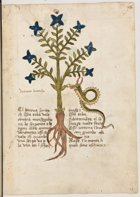 Erbario di Trento (Manoscritto n° 1591), XVI secolo, carta 23 recto: “Ditamo Biancho”.
“El se trova scrito che questa erba vale contra
morsegadura de serpente e de ogni altra ani-
mal venenoxa. Essì se vede che quando una
serpe va per la via et inschontrasse in questa
erba, subitamente el se storce molto forte essì
retorna indrio con grando afano.
Nasse in li monti li quali sono oschuri.”

[ENG]
Herbarium of Trento (Manuscript No. 1591), 16th century, page 23 recto:  “Ditamo Biancho”.
Museo provinciale d'arte - Caste, Trento (TN), Trentino Alto Adige - Südtirol, Italia - Italy