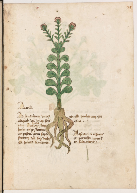 Erbario di Trento (Manoscritto n° 1591), XVI secolo, carta 24 recto: “Ariolla”.
“Ad sanandum vulnus aliquid vel unam feri-
tam, accipe folia istius herbe et pistentur et
postea pone super feritam vel super vulnus et
subito sanabitur et est probatum ista erba.
Nascitur in obscuris et petrosis locis et salva-
ticis.”
La traduzione è “Per guarire un taglio o una ferita prendi le foglie di quest’erba, pestale e mettile sopra la ferita o sul taglio e subito guarirà. E quest’erba è provata. Nasce in luoghi oscuri, sassosi e incolti.”

[ENG]
Herbarium of Trento (Manuscript No. 1591), 16th century, page 24 recto: “Ariolla”.
“To heal a cut or wound, take the leaves of this herb, crush them, and place them on the wound or cut, and it will heal immediately. And this herb is tried and tested. It grows in dark, rocky, and uncultivated places.”
Museo provinciale d'arte - Caste, Trento (TN), Trentino Alto Adige - Südtirol, Italia - Italy