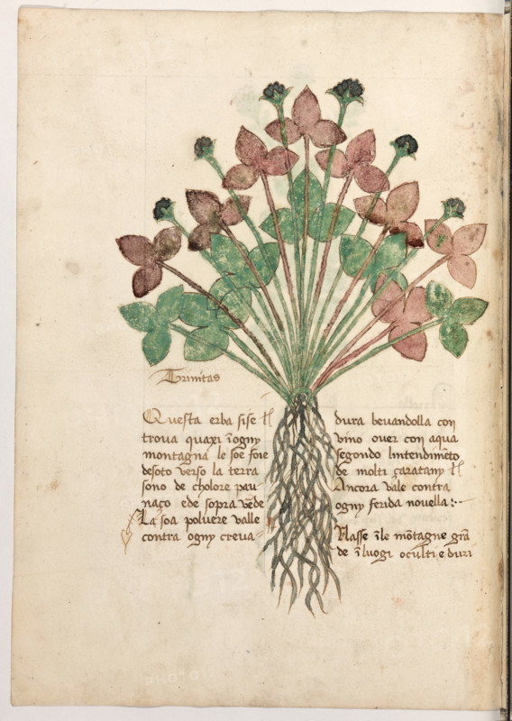 Erbario di Trento (Manoscritto n° 1591), XVI secolo, carta 24 verso: “Trinitas”.
“Questa erba si se trova quaxi in ogny monta-
gna: le soe foie de soto, verso la tera, sono de
cholore paunaço e de sopra verde. La soa pol-
vere valle contra ogny crevadura bevandolla
con vino over con aqua, segondo l'intendi-
mento de molti çaratany. Ancora vale contra
ogny ferida novella.
Nasse in le montagne grande, in luogi oculti e
duri.”

[ENG]
Herbarium of Trento (Manuscript No. 1591), 16th century, page 24 recto: “Trinitas”.
Museo provinciale d'arte - Caste, Trento (TN), Trentino Alto Adige - Südtirol, Italia - Italy
