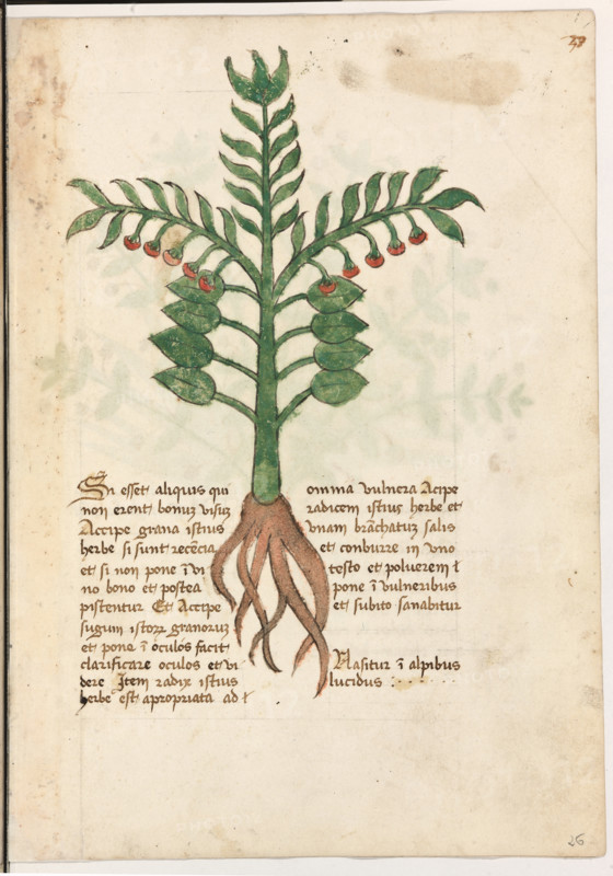 Erbario di Trento (Manoscritto n° 1591), XVI secolo, carta 26 recto: erba.
“Si esset aliquis qui non [hablerent bonum vi-
sum, accipe grana istius herbe si sunt recencia
et, si non, pone in vino bono et postea pisten-
tur. Et accipe sugum istorum granorum et po-
ne in oculos: facit clarificare oculos et videre.
Item radix istius herbe est apropriata ad om-
nia vulnera: acipe radicem istius herbe et
unam branchatum salis et conburre in uno te-
sto et polverem pone in vulneribus et subito
sanabitur.
Nasitur in alpibus lucidus.”
La traduzione è “Se ci fosse qualcuno che non ha la vista buona, prendi i grani di quest’erba, se sono freschi, e, se non lo sono, mettili in vino buono e poi pestali e prendi il sugo di questi grani e mettilo negli occhi: restituisce la vista. Inoltre la radice di quest’erba è appropriata per tutte le ferite. Prendi la radice di questa erba ed un pugno di sale, brucia tutto in un recipiente e metti la polvere sulle ferite: guariranno subito. Nasce sui...