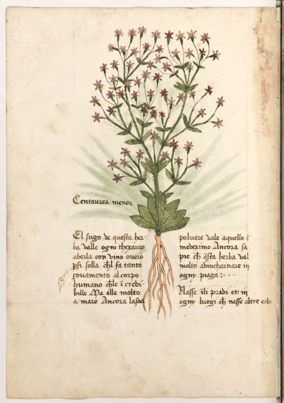 Erbario di Trento (Manoscritto n° 1591), XVI secolo, carta 27 verso: ”Centaurea Menor”.
“El sugo de questa herba valle ogni thexauro a
berla con vino overo per si solla ch'el fa tanto
çovamento al corpo humano che l'é incredi-
bille. Ma ell'é molto amaro. Ancora la soa
polvere vale a quello medeximo. Ancora sapie
che questa herba val molto ad incharnare in
ogny piaga. Nasse in li pradi et in ogny luogi che nasse altre erbe.”

[ENG]
Herbarium of Trento (Manuscript No. 1591), 16th century, page 27 verso: ”Centaurea Menor”.
Museo provinciale d'arte - Caste, Trento (TN), Trentino Alto Adige - Südtirol, Italia - Italy