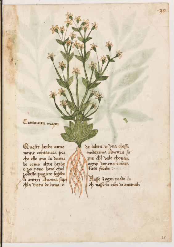 Erbario di Trento (Manoscritto n° 1591), XVI secolo, carta 28 recto: ”Centaurea Maçor”.

Queste herbe anno nome centaurea per che elle ano la vertù de cento altre herbe e però non
6 horo ch'el podesse pagare, segondo li anti-
xi. Ancora sapi che la virtù de l'una e de l'al-
tra é una chossa medexima. Ancora sapie
ch'el vale chontra ogny veneno e contra tute
feride.Nasse in ogni pradi là che nasse le erbe di anemali.”

[ENG]
Herbarium of Trento (Manuscript No. 1591), 16th century, page 28 recto: ”Centaurea Maçor”.
Museo provinciale d'arte - Caste, Trento (TN), Trentino Alto Adige - Südtirol, Italia - Italy