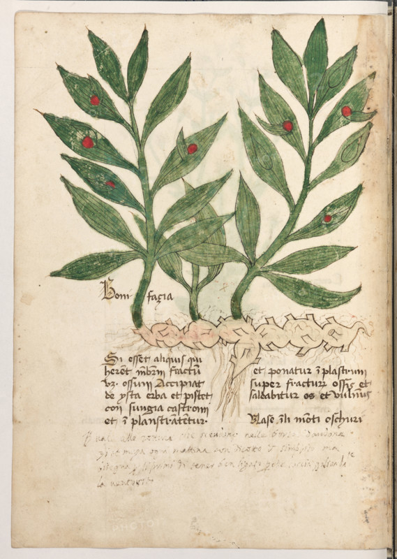 Erbario di Trento (Manoscritto n° 1591), XVI secolo, carta 28 verso: ”Bonifacia”.
“Si esset aliquis qui (hableret menbrum fra-
ctum, videlicet ossum, accipiat de ysta erba et
pistet con sungia castroni et inplanstranten-
tur et ponatur inplastrum super fracturam os-
sis et saldabitur os et vulnus.
Nase in li monti oschuri.
Vale alle rotture che scendono nelle borse (?'
dandone onze I et meza ogni mattina con di-
cotto de simphito, ma bisogna, per li primi dì,
tener ben ligato perché caccia galiardamente
la ventosità (10).”

[ENG]
Herbarium of Trento (Manuscript No. 1591), 16th century, page 28 verso: ”Bonifacia”.
Museo provinciale d'arte - Caste, Trento (TN), Trentino Alto Adige - Südtirol, Italia - Italy