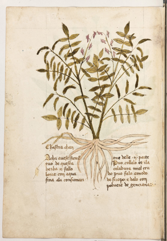 Erbario di Trento (Manoscritto n° 1591), XVI secolo, carta 31 verso: “Chastra Chan”.
“A chi avese fievre, tuo' de questa herba e fallo
boire con aqua fina a la consumacione delle II
parte. Puo' collalo, et in la coladura miel cru-
do; puo' falo a modo de siropo e dalo con
polvere de genciana.”


[ENG]
Herbarium of Trento (Manuscript No. 1591), 16th century, page 31 verso: “Chastra Chan”.
Museo provinciale d'arte - Caste, Trento (TN), Trentino Alto Adige - Südtirol, Italia - Italy