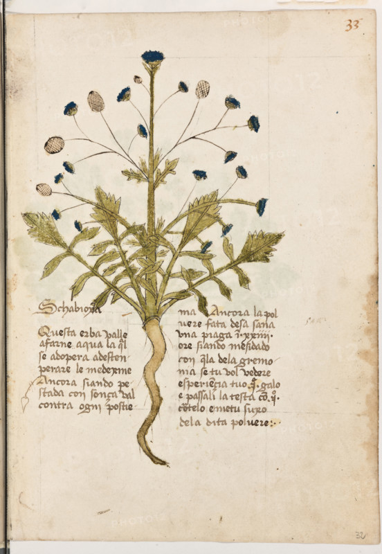 Erbario di Trento (Manoscritto n° 1591), XVI secolo, carta 32 recto: ”Schabioxa”.
“Questa erba valle a farne aqua la qual se ado-
pera a destenperare le medexine. Ancora,
siando pestada con sonça, val contra ogni po-
stiema. Ancora la polvere fata d'esa, sana una
piaga in XXIIII ore, siando mesidado con
quela de la gremonia; se tu vol vedere espe-
riençia, tuo uno galo e passali la testa con uno
cortelo e metu suxo de la dita polvere.”

[ENG]
Herbarium of Trento (Manuscript No. 1591), 16th century, page 32 recto: ”Schabioxa”.
Museo provinciale d'arte - Caste, Trento (TN), Trentino Alto Adige - Südtirol, Italia - Italy
