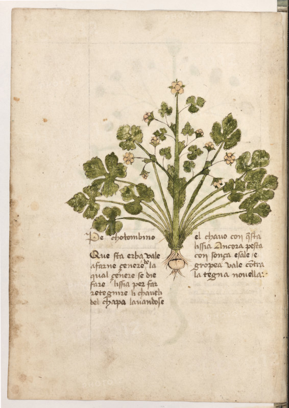 Erbario di Trento (Manoscritto n° 1591), XVI secolo, carta 32 verso: ”Pe Cholombino”.
“Questa erba vale a farne cenere, de la qual çe-
nere se die fare lissia per far retegnire li cha-
veli del chapo lavandose el chavo con questa
lissia. Ancora pesta con sonça e sale e grópea:
vale contra la tegna novella.”

[ENG]
Herbarium of Trento (Manuscript No. 1591), 16th century, page 32 verso:  ”Pe Cholombino”.
Museo provinciale d'arte - Caste, Trento (TN), Trentino Alto Adige - Südtirol, Italia - Italy