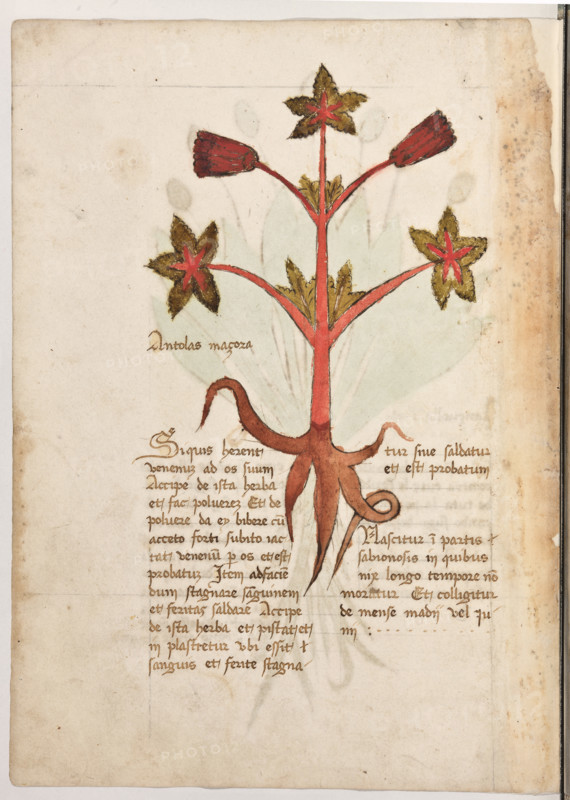 Erbario di Trento (Manoscritto n° 1591), XVI secolo, carta 35 verso: ”Antolas Maçora”.
“Si quis haberent venenum ad os suum, accipe
de ista herba et fac polverem. Et de polvere
da ey bibere cum acceto forti: subito iactat
venenum per os et est probatum. Item, ad fa-
ciendum stagnare sanguinem et feritas salda-
re, accipe de ista herba et pistat et inplastretur
ubi essit sanguis et ferite stagnatur sive salda-
tur et est probatum.
Nascitur in partis sabionosis in quibus nix
longo tempore non moratur. Et colligitur de
mense madij vel iunij.”
La traduzione è: “Se qualcuno avesse portato alla bocca del veleno, prendi quest’erba, polverizzala e dagli da bere la polvere con aceto forte: subito butterà fuori il veleno, ed è cosa provata. Così per far stagnare il sangue e saldare le ferite, prendi quest’erba, pestala e fai un impiastro sul punto in cui esce il sangue e le ferite si saldano, ed è cosa provata. Nasce nei prati sabbiosi dove la neve non si ferma a lungo. Si raccoglie ...