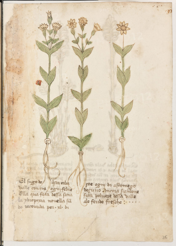Erbario di Trento (Manoscritto n° 1591), XVI secolo, carta 36 recto: erba.
“El sugo de questa erba valle contra ogni te-
bre. Ell'aqua fata d'essa sana la ydropixia no-
vella siando recevuda per XL dì, çoé ogni di
a stomego deçuno. Ancora, siandone fata pol-
vere d'essa, valle a le feride fresche.”

[ENG]
Herbarium of Trento (Manuscript No. 1591), 16th century, page  36 recto: herb.
Museo provinciale d'arte - Caste, Trento (TN), Trentino Alto Adige - Südtirol, Italia - Italy