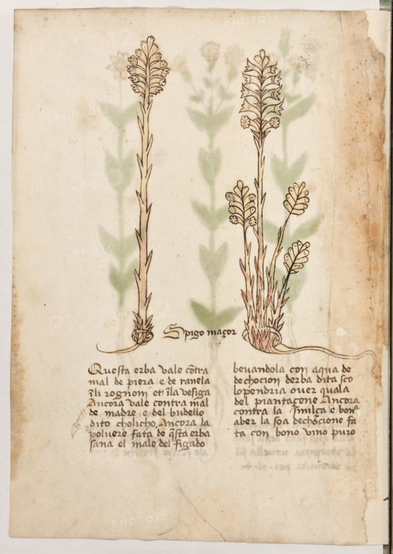 Erbario di Trento (Manoscritto n° 1591), XVI secolo, carta 36 verso: “Spigo Maçor”.
“Questa erba vale contra mal de piera e de ra-
nela in li rognoni et in la vesiga. Ancora vale
contra mal de madre e del budello dito choli-
cho. Ancora la polvere fata de questa erba,
sana el male del figado bevandola con aqua
de dechocion d'erba dita scolopendria over
quala del piantaçene. Ancora, contra la smil-
ça, é bona a ber la soa dechocione fata con
bono vino puro.”

[ENG]
Herbarium of Trento (Manuscript No. 1591), 16th century, page 36 verso: “Spigo Maçor”.
Museo provinciale d'arte - Caste, Trento (TN), Trentino Alto Adige - Südtirol, Italia - Italy