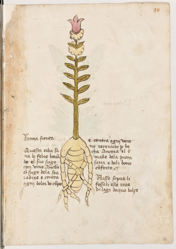 Erbario di Trento (Manoscritto n° 1591), XVI secolo, carta 37 recto: “Ranna Fiorita”.
“Questa erba sana le febre bevando el suo sugo con vino. Ancora, el sugo de la soa radixe é contra ogni dolor de corpo e contra ogni ve-
neno recevudo per bocha. Ancora el malle de
la piera sana e dali bono conforto.
Nasse sopra li fossali elle rive di lagi d'aqua
dolçe”.

[ENG]
Herbarium of Trento (Manuscript No. 1591), 16th century, page 37 recto: “Ranna Fiorita”.
Museo provinciale d'arte - Caste, Trento (TN), Trentino Alto Adige - Südtirol, Italia - Italy