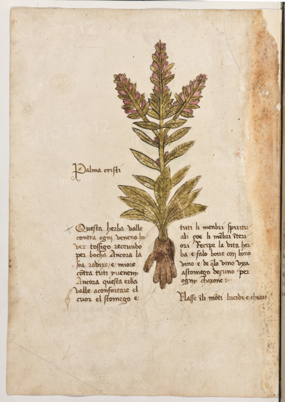 Erbario di Trento (Manoscritto n° 1591), XVI secolo, carta 37 verso: “Palma Cristi”.
“Questa herba valle contra ogni veneno hover
tossigo recevudo per bocha. Ancora la soa ra-
dixe é miore contra tuti y veneny. Ancora
questa erba valle a confortare el cuor, el sto-
mego e tuti li menbri spirituali, çoé li menbri
interiori. Récipe la dita herba e falo boire con
bono vino e de quello vino uxa a stomego de-
çuno per ogny chaxone.
Nasse in li monti lucidi e chiari.”

[ENG]
Herbarium of Trento (Manuscript No. 1591), 16th century, page 37 verso: “Palma Cristi”.
Museo provinciale d'arte - Caste, Trento (TN), Trentino Alto Adige - Südtirol, Italia - Italy