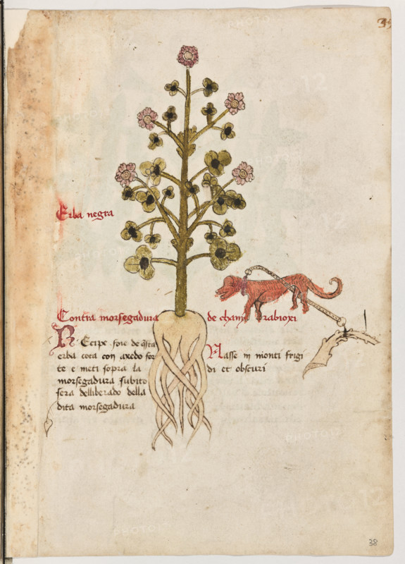 Erbario di Trento (Manoscritto n° 1591), XVI secolo, carta 38 recto: “Erba Negra”.
“Contra morsegadura de chany rabioxi.
Récipe foie de questa erba cota con axedo
forte e meti sopra la morsegadura: subito sarà
delliberado della dita morsegadura.
Nasse in monti frigidi et obscuri.”

[ENG]
Herbarium of Trento (Manuscript No. 1591), 16th century, page 38 recto: “Erba Negra”.
Museo provinciale d'arte - Caste, Trento (TN), Trentino Alto Adige - Südtirol, Italia - Italy