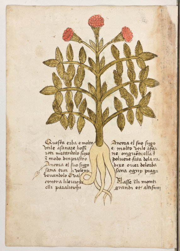 Erbario di Trento (Manoscritto n° 1591), XVI secolo, carta 38 verso: erba.
“Questa erba é molto utile a sanare hossi roti
metandolo suxo in modo d'inpiastro. Ancora
el suo sugo sana tuti li veleny bevandolo. E
val contra li levroxi elli paralitichi. Ancora el
suo sugo é molto utile a farne onguenti ella
polvere fata de la radixe over de l'erba, sana
ogny piaga.
Nasse in li monti grandi et altisimi.”

[ENG]
Herbarium of Trento (Manuscript No. 1591), 16th century, page 38 verso: herb.
Museo provinciale d'arte - Caste, Trento (TN), Trentino Alto Adige - Südtirol, Italia - Italy